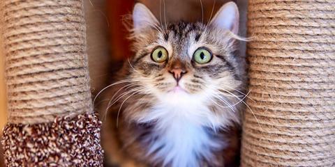 Изображение события: Котики