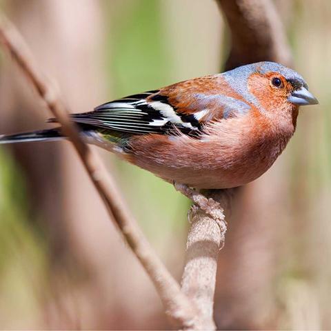 Изображение события: Кружок на английском языке Birdwatching for kids